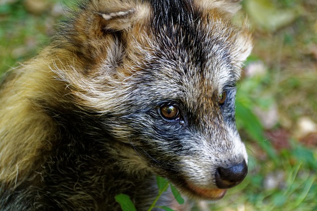 Image from https://pixabay.com/photos/raccoon-dog-tanuki-enok-fruit-fuchs-871609/